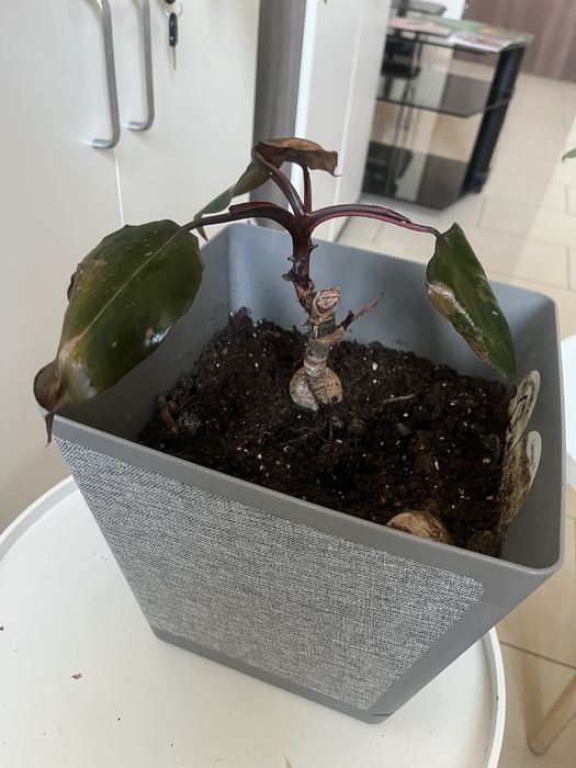 Filodendron oddam