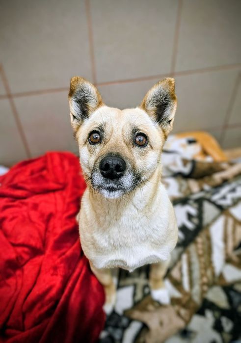 Mala sunia Eska czeka na domek