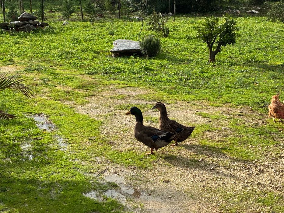 Casal de Patos Khaki Campbell
