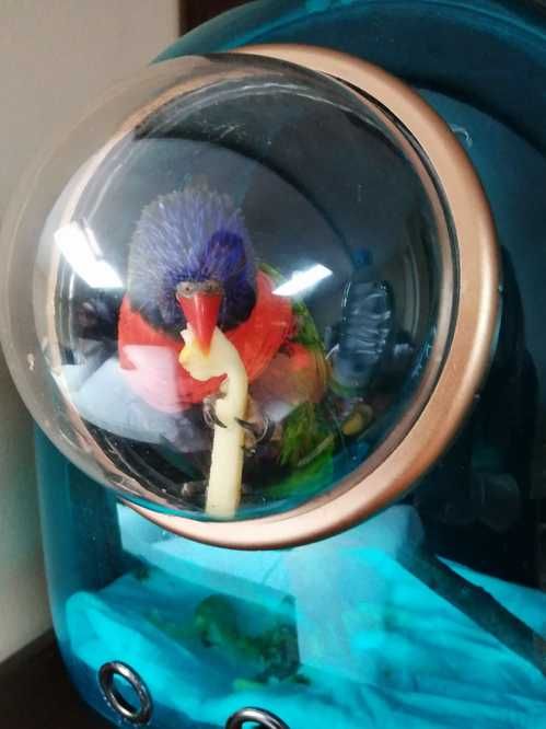 Mochila transportadora transparente gatos e pequenos animais PORTESGRÁ