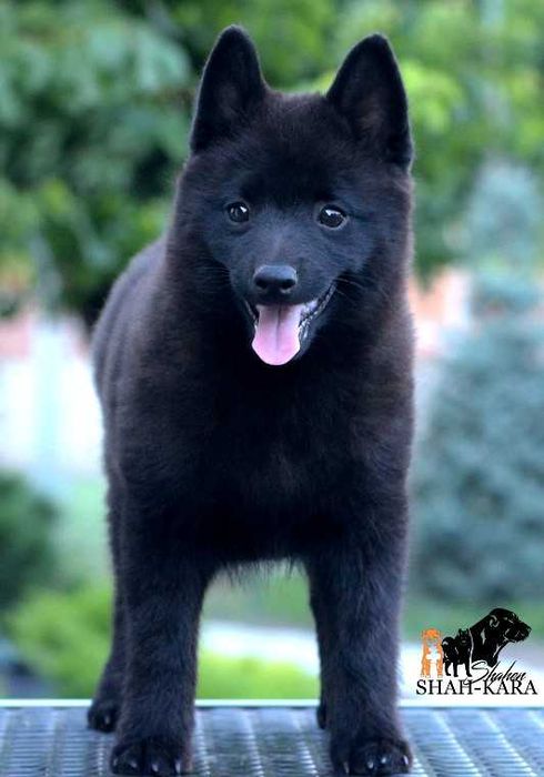 Шипперке хлопчик (розплідник)