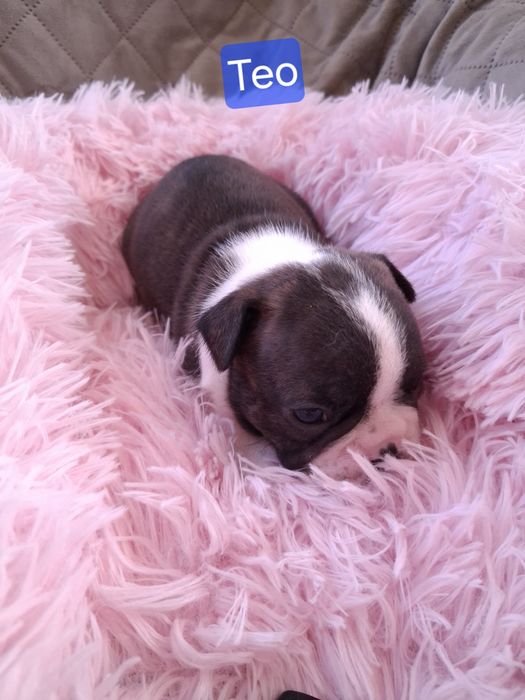 Buldog Francuski