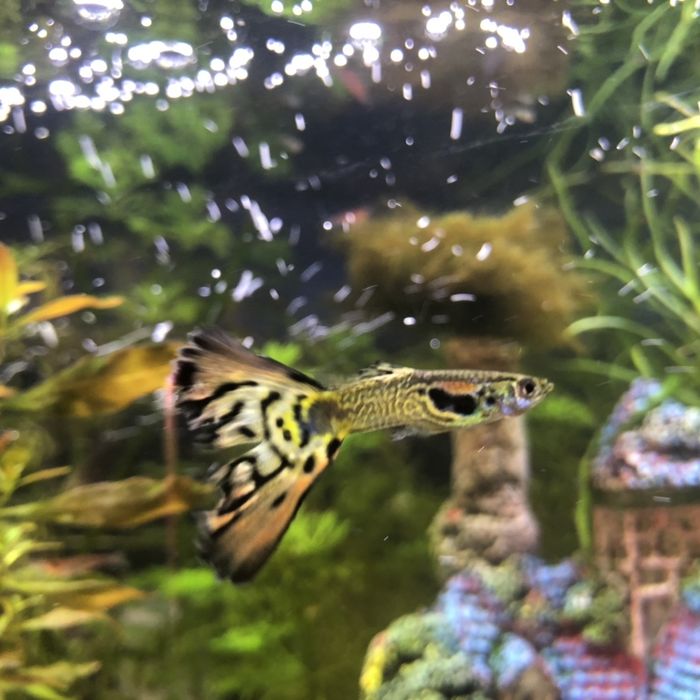 Narybek, mlode ryby gupiki rozne mix