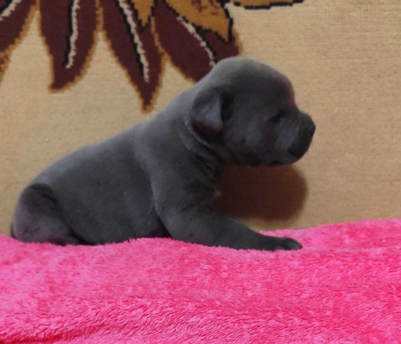 Кане Корсо голубого окраса с документами. Чистокровные, за пол цены.