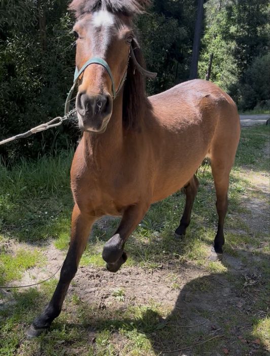 Cavalo de boa cabeça