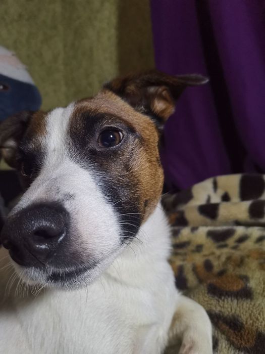 Кобель Джек Рассел-терьер ищет девочку.