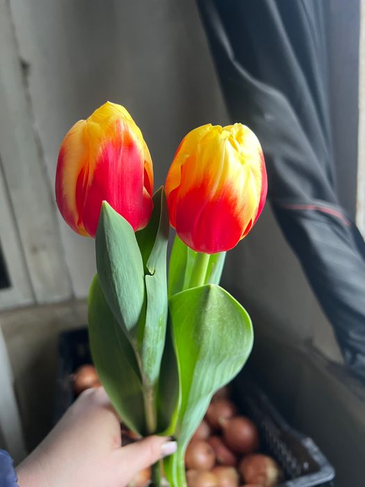 Продам тюльпан от производителя опт