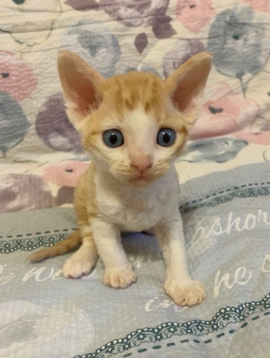 Кошеня Девон рекс