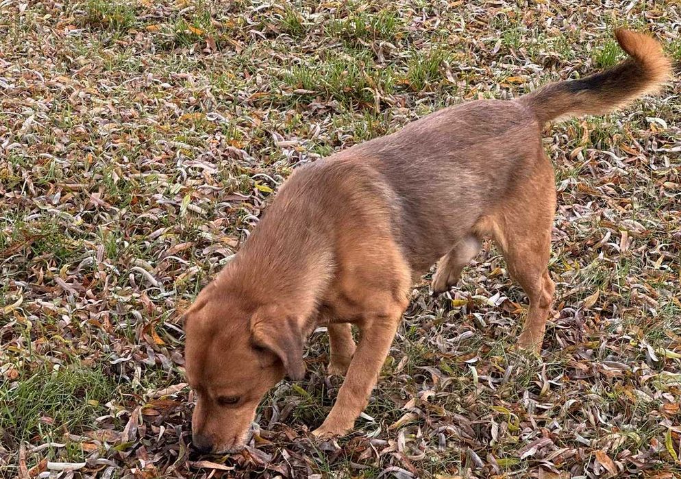 Nero szuka domu -grzecznościowo -aktualne