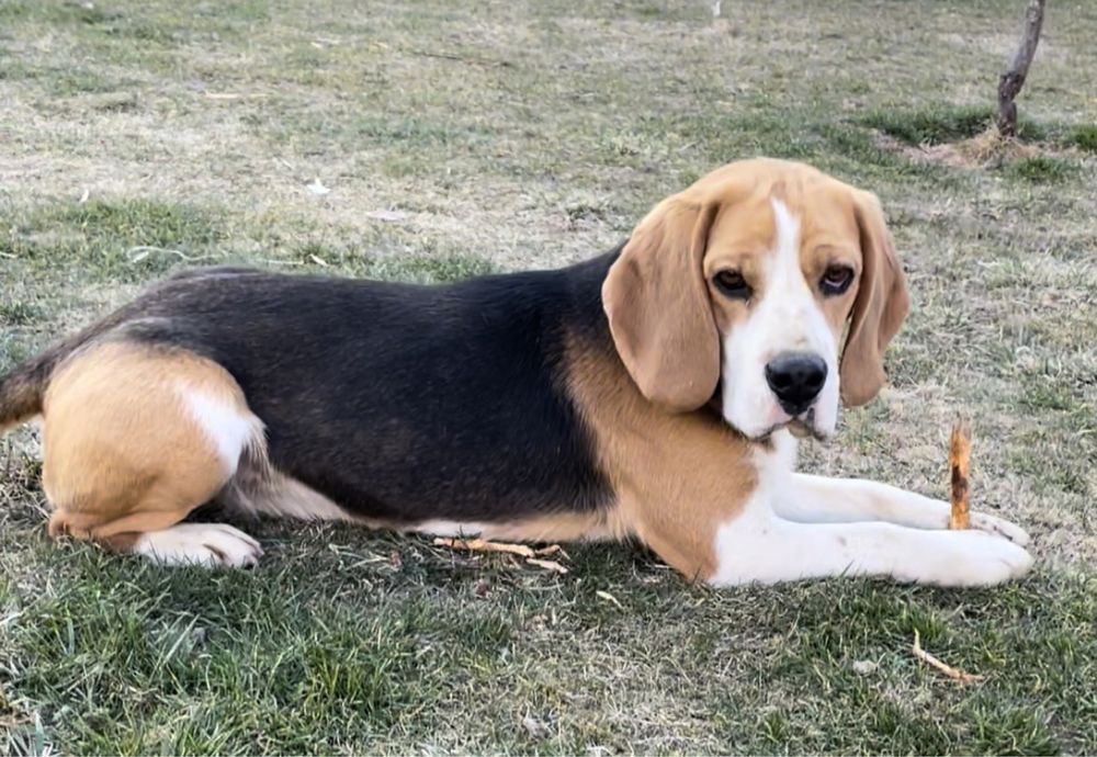 Бігль- молодий кабель