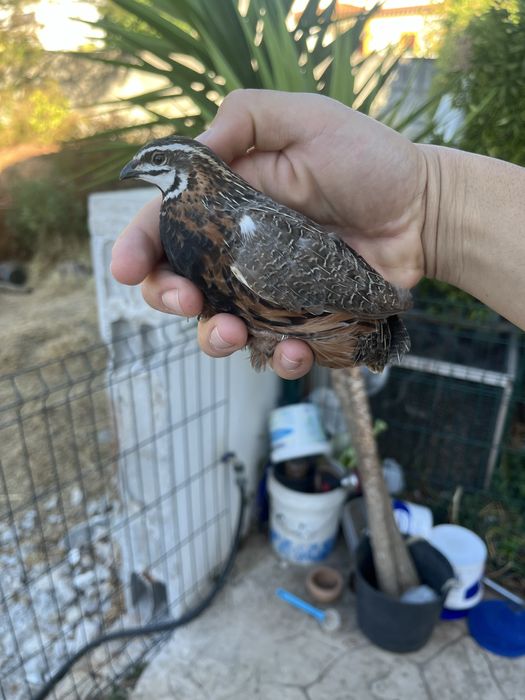 Machos de codorniz arlequim