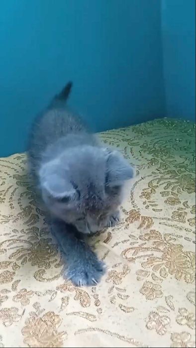 Кошеня у добрі руки