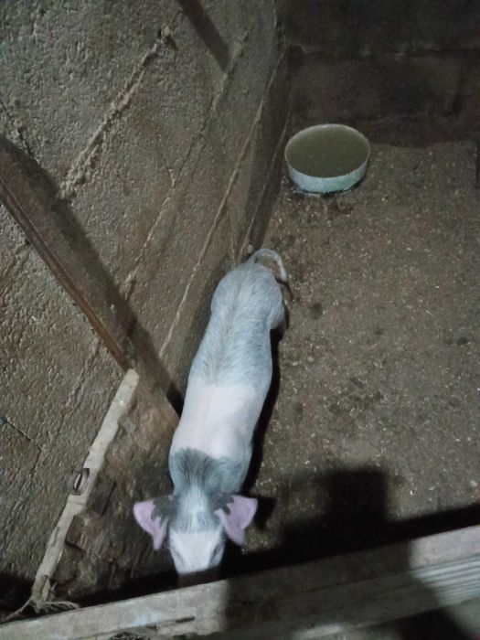 Vendo uma porca pequena