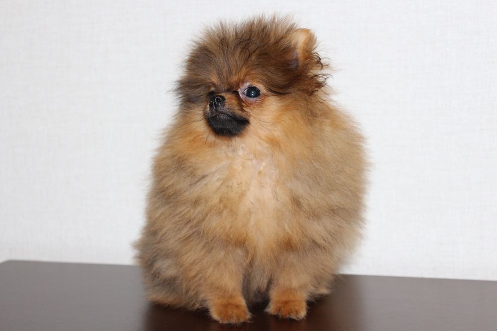 Продам деток Померанского Шпица