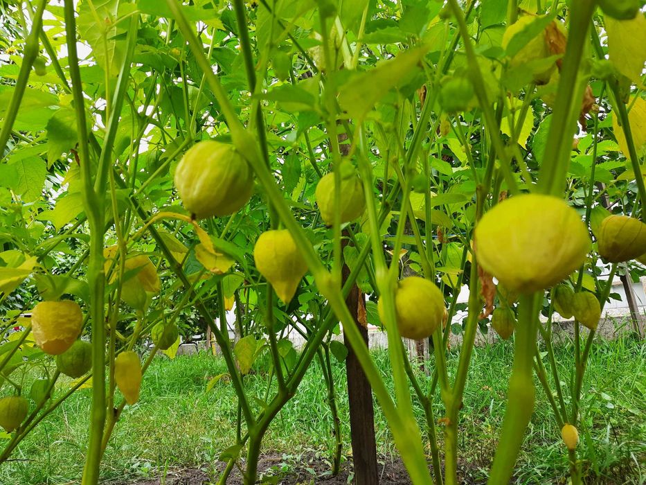 Насіння фізаліса овочевого крупноплідного.