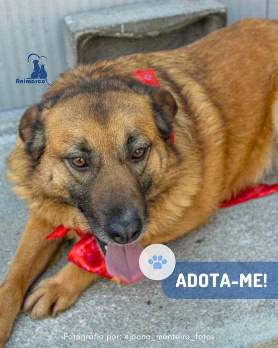 Maggie - cadela porte medio grande para adoção
