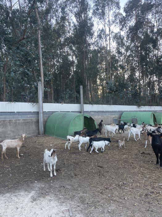 Cabras de varias raças