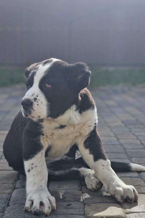 Туркменський алабай 2,5 міс (САО), батьки 88 кг, відмінні охоронці