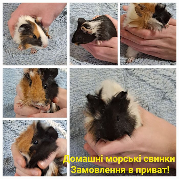 Морські свинки для вашої дитинки