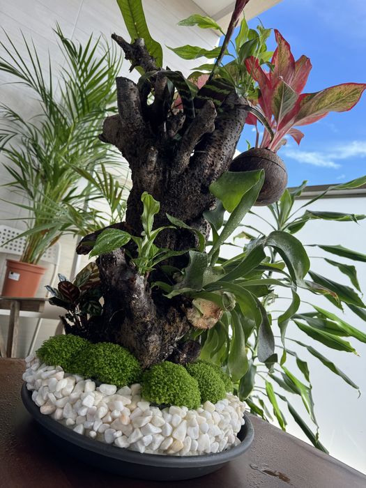 Decoracao com plantas