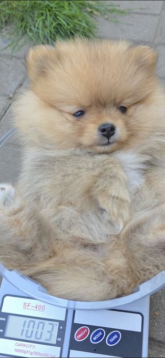 Шпіцульки шукають най най маму