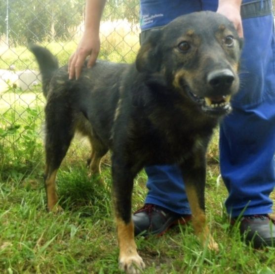 Śliczny Wasabi do adopcji u