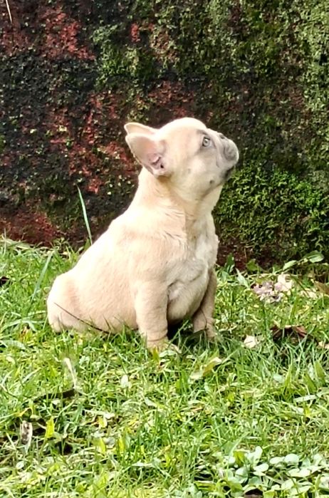 Bulldog Francês Lilac