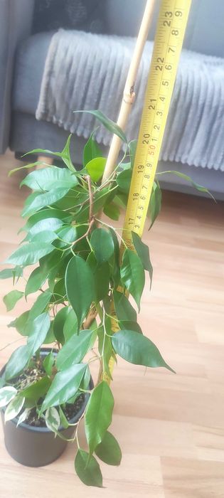 Kwiatek Ficus Benjamina