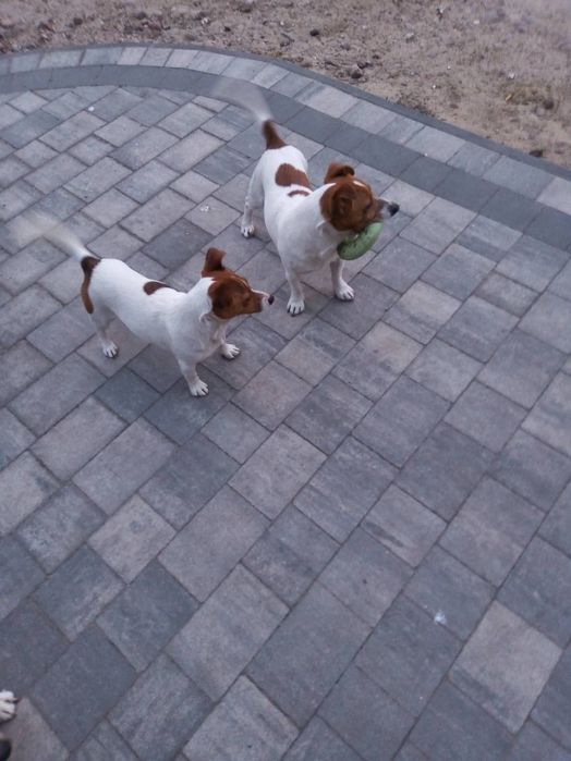 Jack Russell Terrier