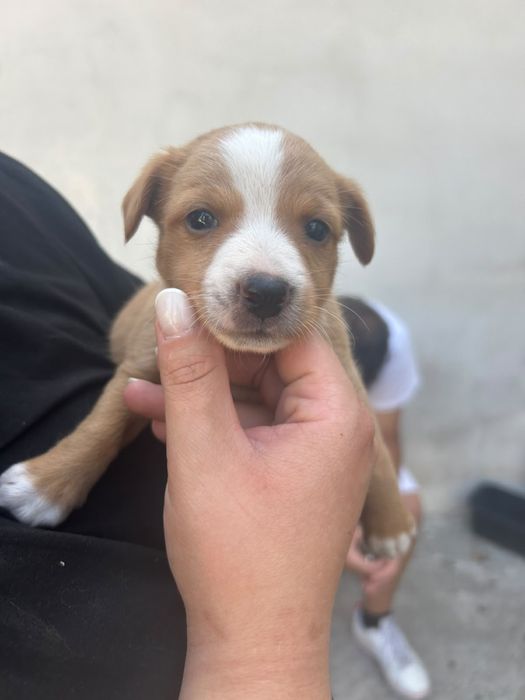 Bebés lindos para adoção responsável