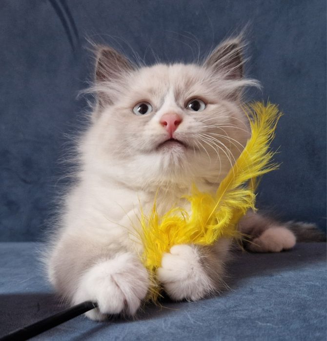 HAZEL kocurek syberyjski Neva Masquerade