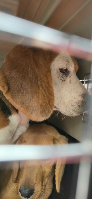 Cadela fêmea beagle para adoção responsável