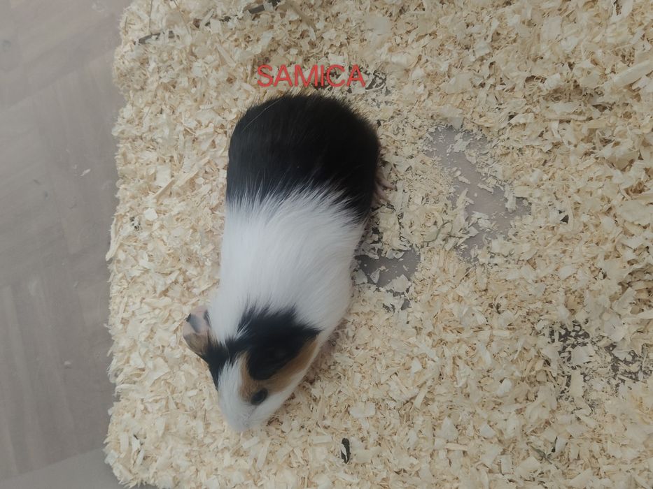 Miesięczne świnki morskie