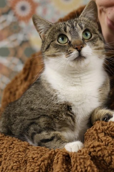 10 miesięczna kotka