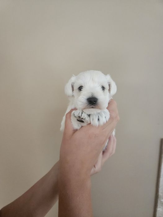 Sznaucer biały miniaturowy ZKwP FCI miniatura