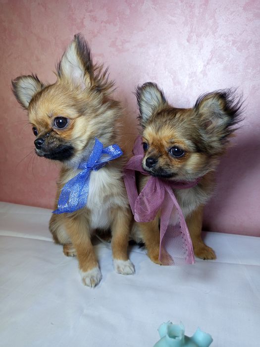 Срочно  чихуахуа.