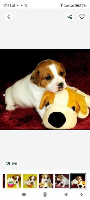 Джек Рассел тер'єр з документами клубу КСУ