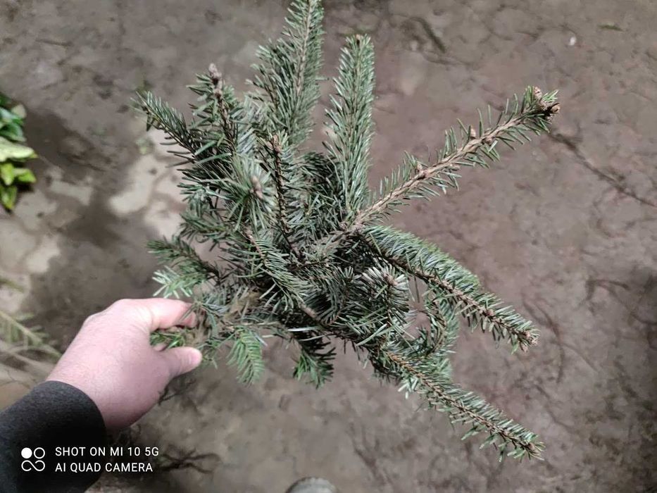 Jodła kaukaska sadzonki 40 cm