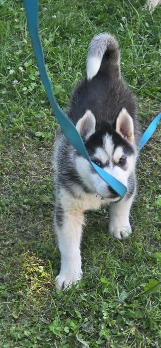 Siberian Husky wspaniałe maluchy!