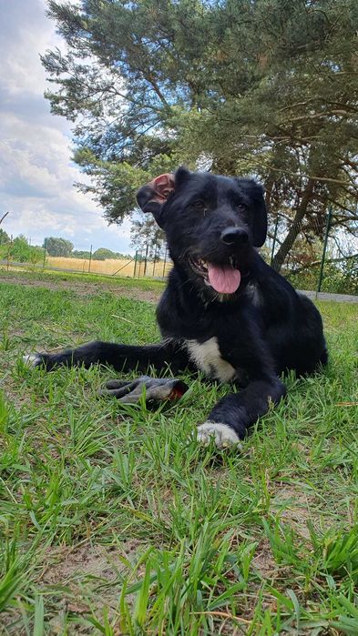 Hugo i Boss  w schronisku w lututowie aktualne