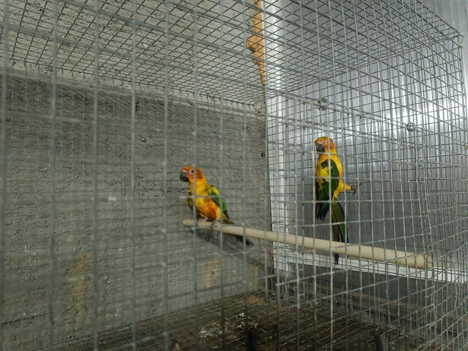 Aratingas Sol para cedência