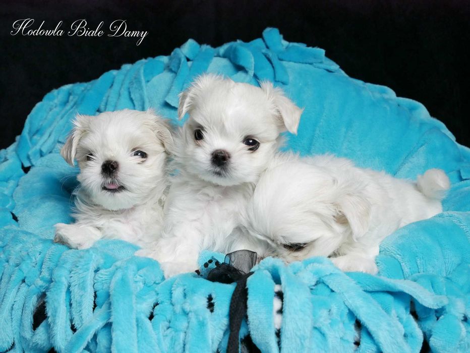 Maltańczyki Maltańczyk Samiec Piesek woj. Śląskie SHAMIR