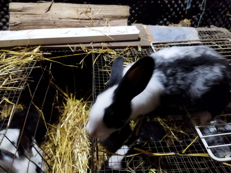 Vendo Coelhos com mais de 2 meses