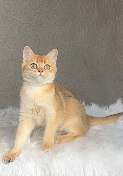 Шотландська прямовуха