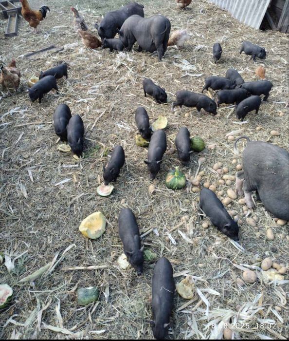 Свині вєтнамські