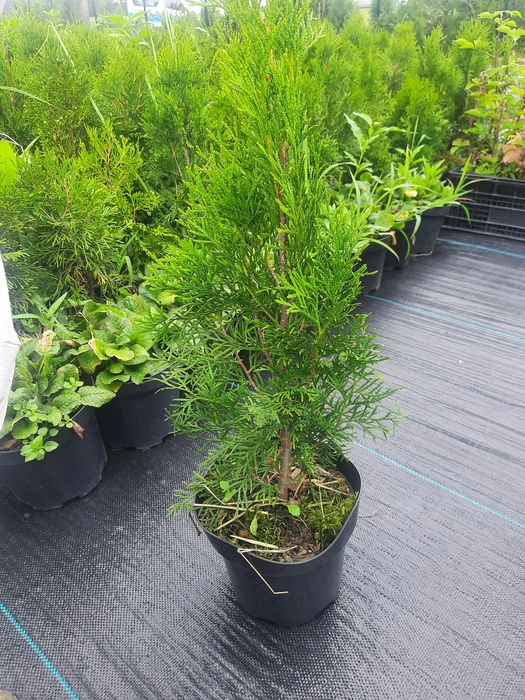 Туя Смарагд 0.6-0.7м