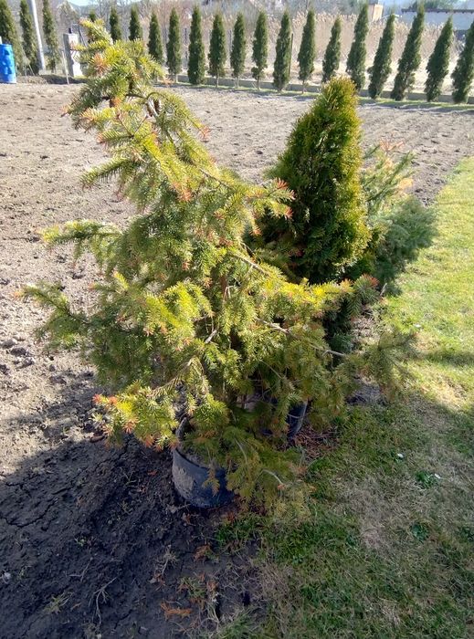 Drzewka iglaki w doniczkach