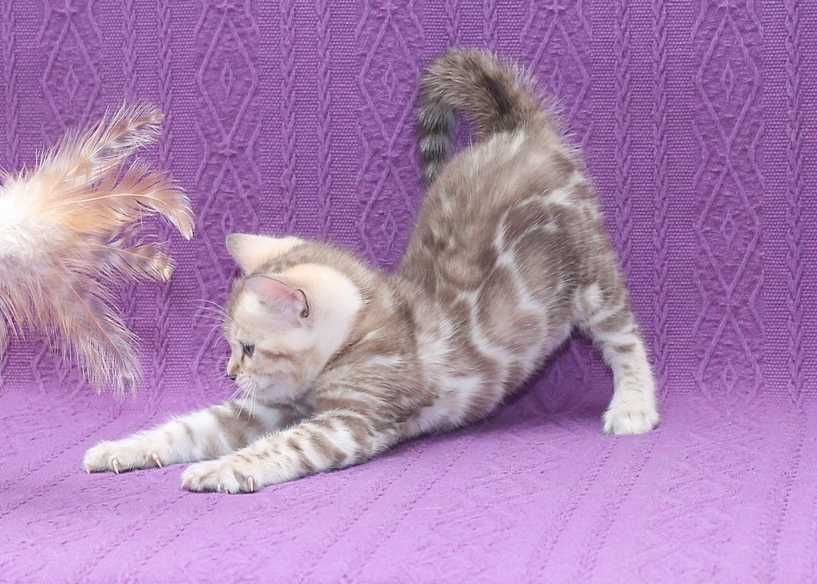 Мега ласковая бенгальская снежная(минк n 24 32) девочка