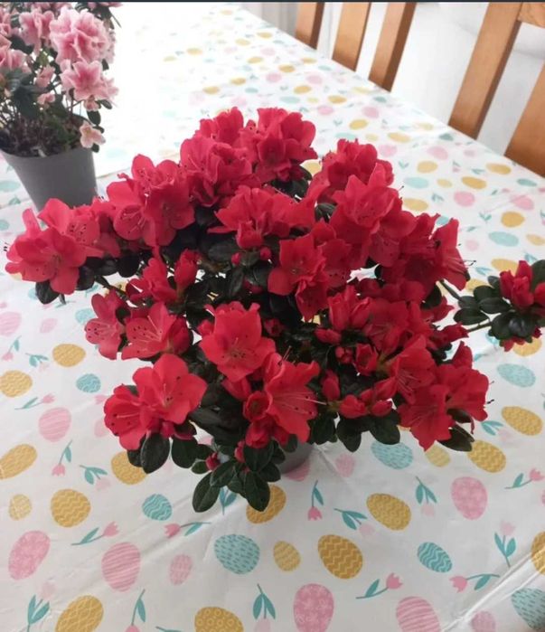 Planta Azaleia vermelha