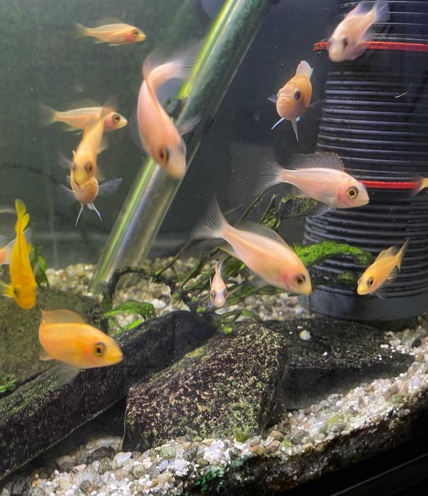 Młode Aulonocara fire fish. Malawi